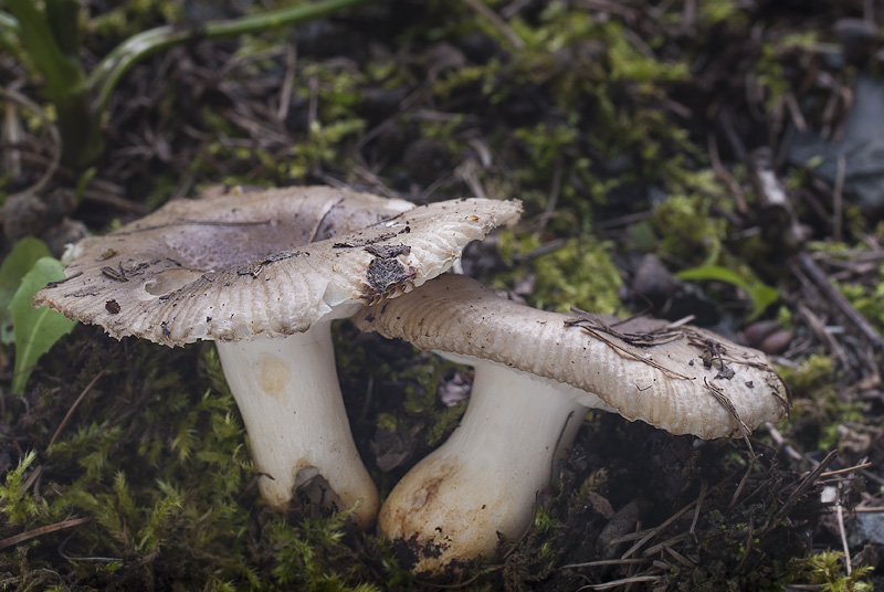 Russula insignis